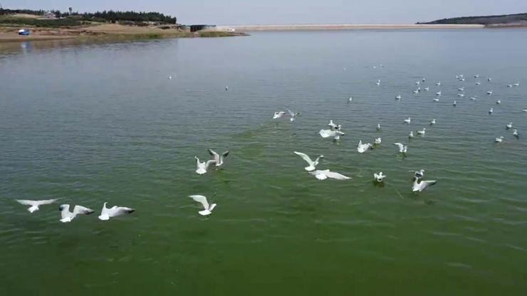 Hatayda Martılar Havadan Görüntülendi