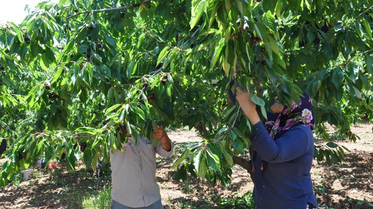 Gaziantep’te kiraz hasadı başladı