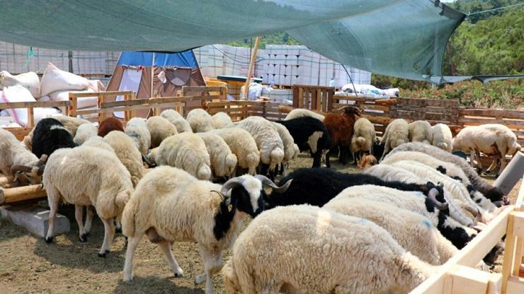 Bodrumda kurban satış ve kesim yerleri belirlendi