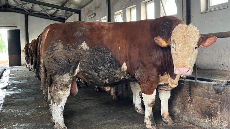 Bingöl’de 1,3 tonluk ‘Şampiyon’, alıcısını bekliyor