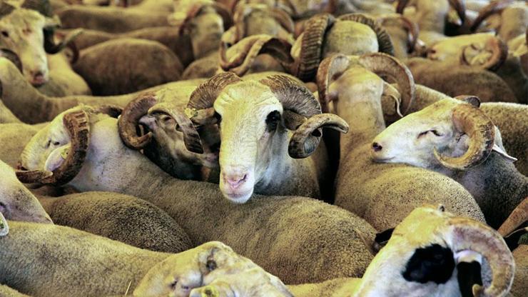 Fasta hayvan pazarları ve kurban satışı durduruldu
