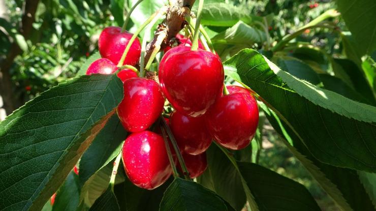 Çay bardağına sığmayan Lapseki devi kirazda hasat zamanı