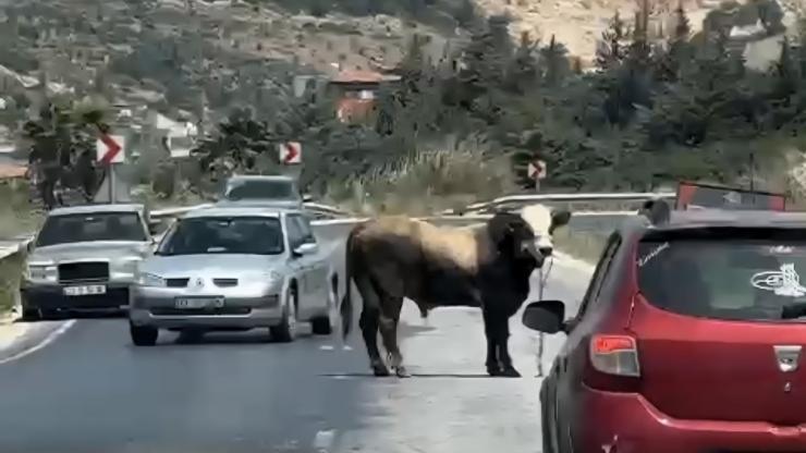 Kaçan kurbanlık boğa kara yoluna çıktı