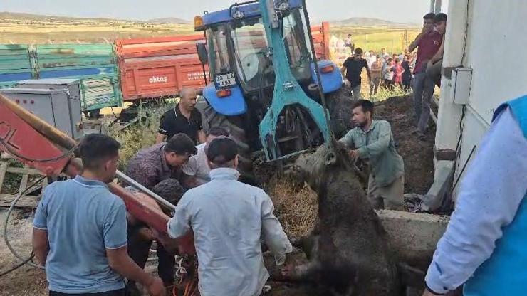 Bağını koparıp kaçan boğa foseptik çukuruna düştü