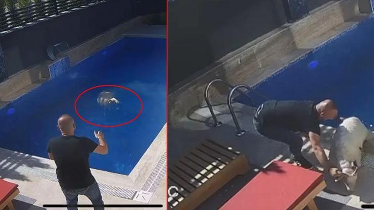Kurban Bayramında gülümseten manzara Kaçak koç havuzda bulundu