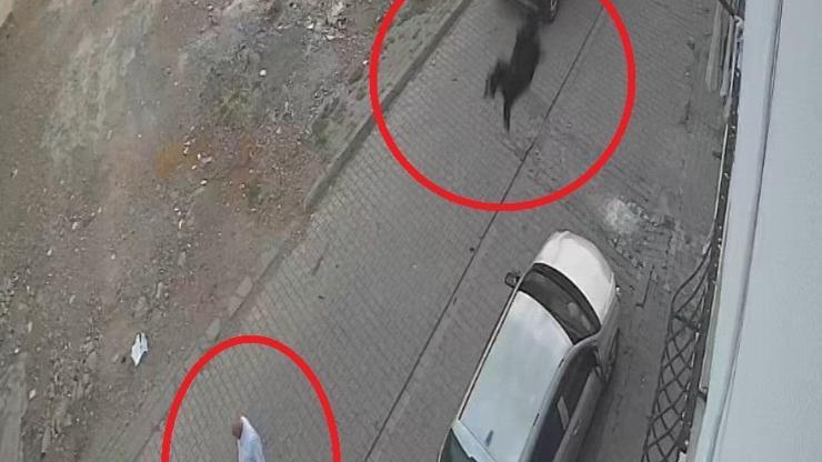 Kesilmek isterken kaçan keçi damdan düştü; o anlar kamerada