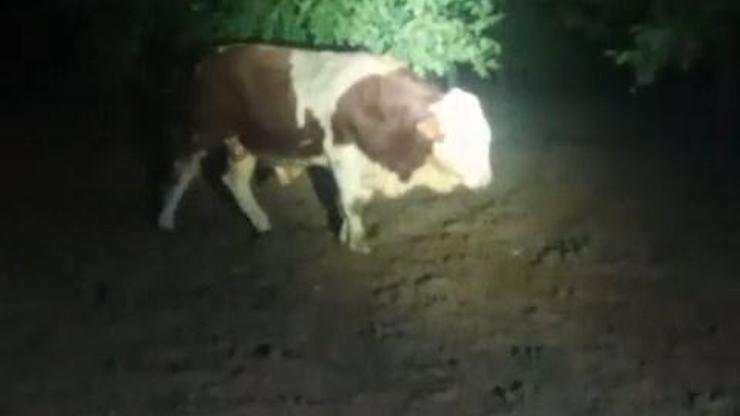 Ahırdan kaçan boğa, uyuşturucu iğneyle sakinleştirilerek yakalandı