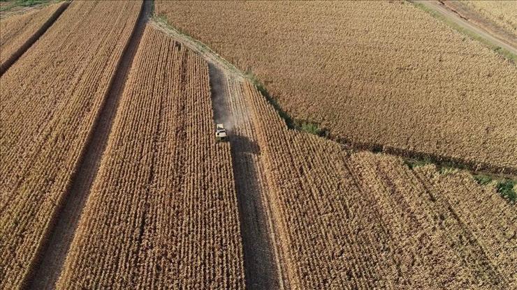 Rusya’da tahıl hasadı 135 Milyon tonun üzerinde bekleniyor