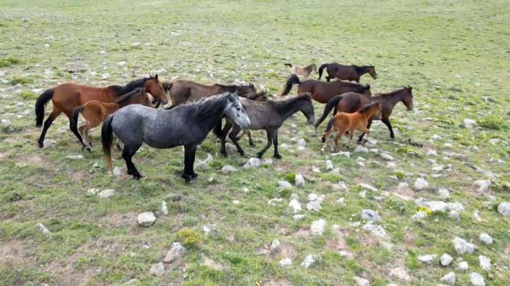 Yılkı Atları Havadan Görüntülendi
