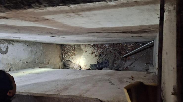 Havalandırma boşluğunda mahsur kalan 2 yavru kediyi itfaiye kurtardı