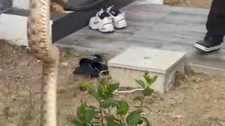 Bodrumda Evin Duvar Boşluğundaki Yılan Yakalandı