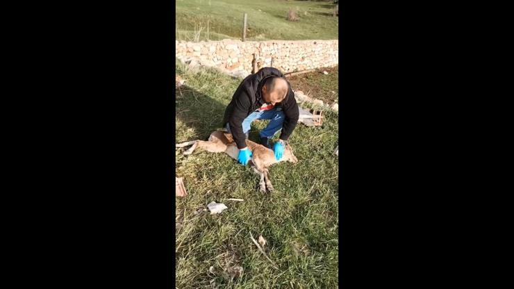 Yaban keçisi, kalp masajıyla hayata döndürüldü