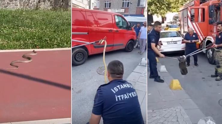 İstanbulda yürüyüş parkurunda yılan alarmı Ekipler harekete geçti