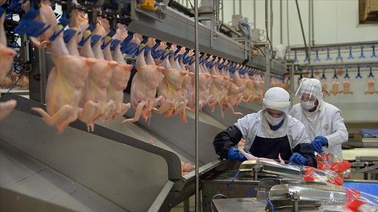 Nisan ayında tavuk eti üretimi arttı, yumurta üretimi geriledi