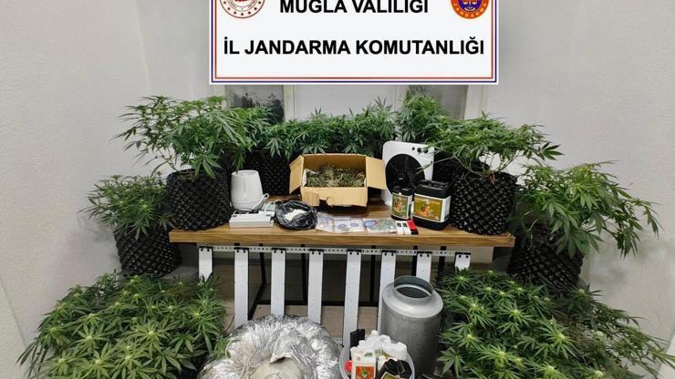 Bodrumda uyuşturucuya 1 tutuklama