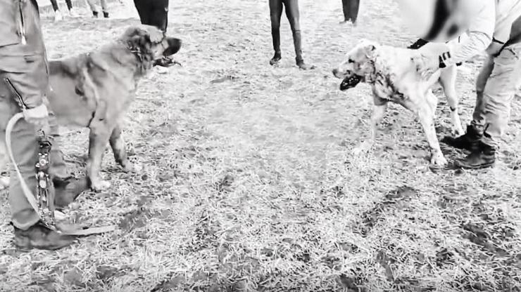 Kayseride köpek dövüştüren 8 kişiye gözaltı
