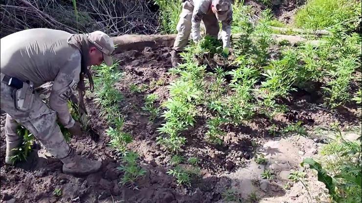 Son Dakika Diyarbakırda dev uyuşturucu operasyonu: 12 milyon 389 bin kök kenevir ele geçirildi