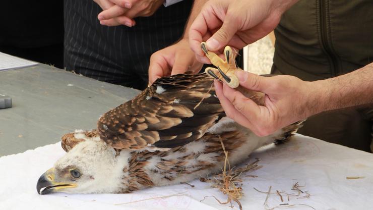 Trakyada şah kartal ile leylekler için halkalama çalışması