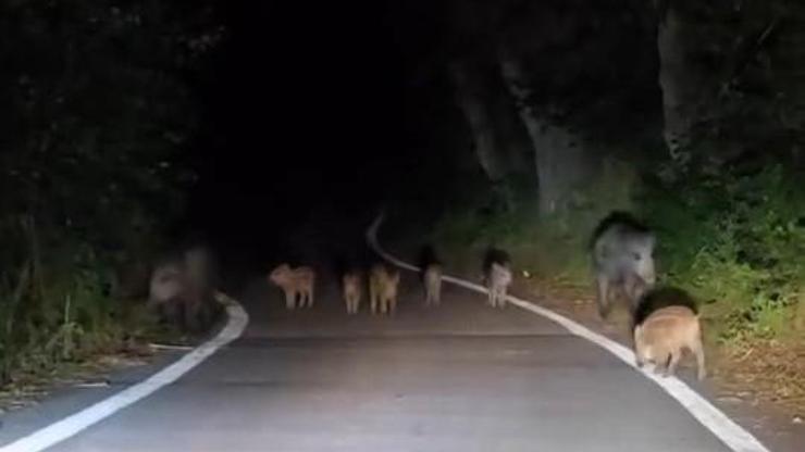 Domuz sürüsü yollara indi O anlar kameralarda