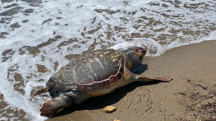 Çanakkalede Caretta Caretta Sahile Vurdu