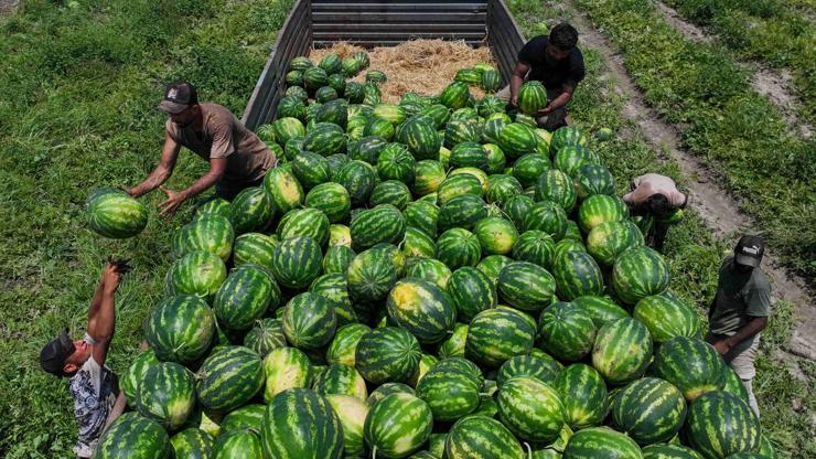 Adana karpuzunda düşüş alarmı: 25 liradan 7 liraya geriledi