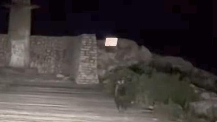 Yavru bozayı bu kez limanda görüntülendi