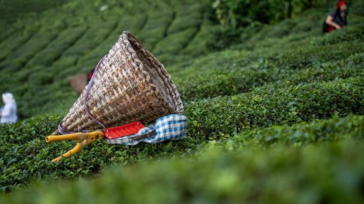 Rize’nin çay ihracatı yüzde 40 arttı: 8,6 milyon dolarlık dış satım