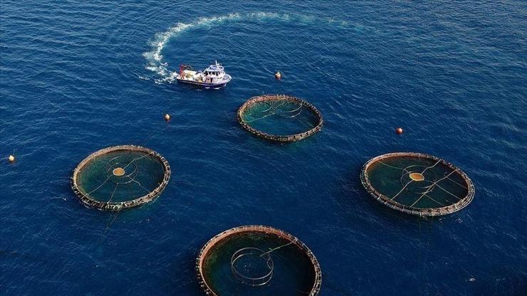 Doğu Karadeniz’den beş ayda 70 milyon dolarlık su ürünü ihracatı