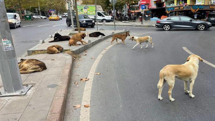 Hayvanseverlerin bağışlarını zimmete geçiren 10 şüpheli tutuklandı