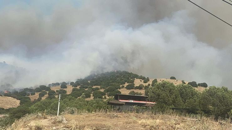 Aydında orman yangını