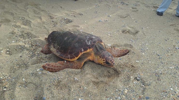 Caretta caretta Güzel İzmirin sinyali, Gazze açıklarında kesildi