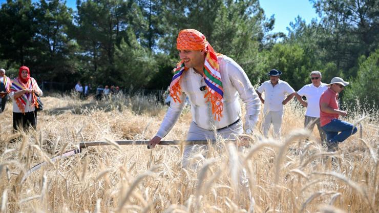 Bornovada Tritikale buğdayın hasadına başlandı