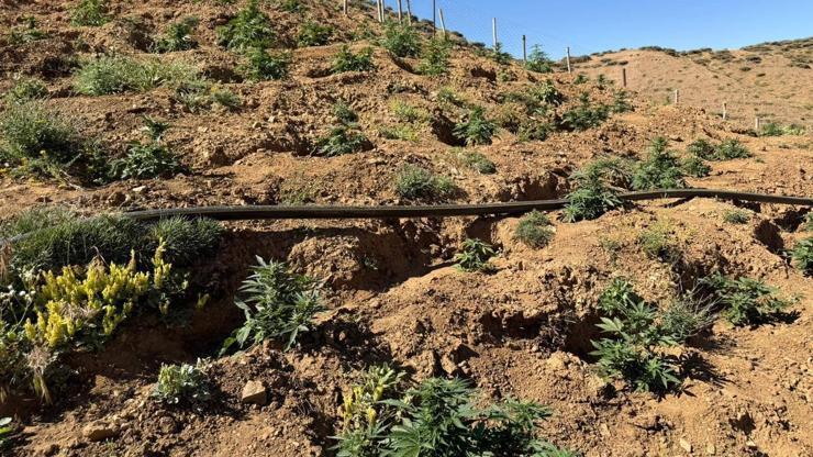 Bingöl’de 17 bin 245 kök kenevir ve skunk ele geçirildi