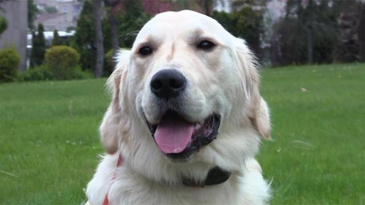 Kendimize en uygun köpeği nasıl bulabiliriz