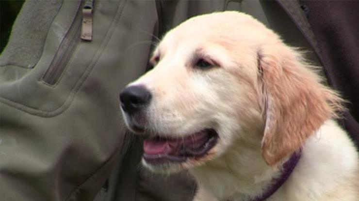 Golden retriever cinsinin özellikleri nelerdir