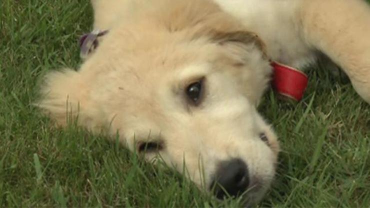 Köpeğimizle kaliteli vakit geçirmek için neler yapabiliriz