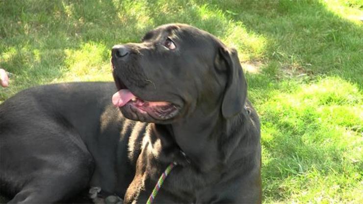 Cane Corso eğitiminde nelere dikkat edilmelidir