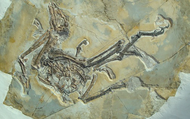 125 milyon yıl önce kuşlar neye benziyordu