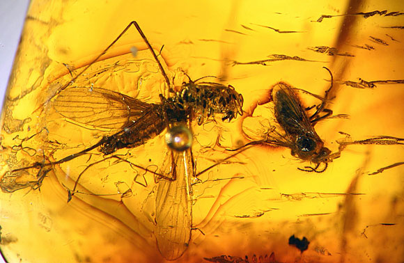 Peruda 20 milyon yıllık böcekler bulundu