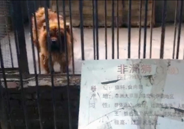 Aslan Çin malı çıktı