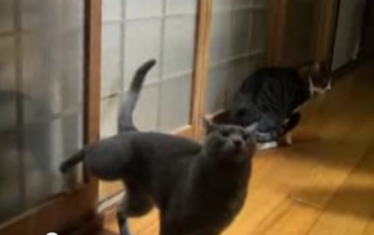 Kapıyı açtırmak isteyen kedinin büyük çabası