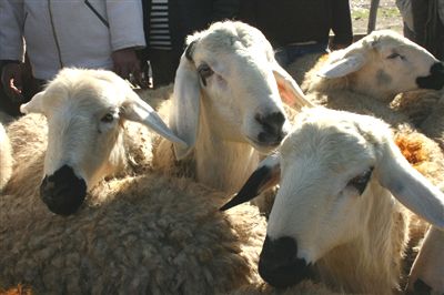 Kurban yolsuzluğunda karar çıktı Kurban yolsuzluğunda karar çıktı