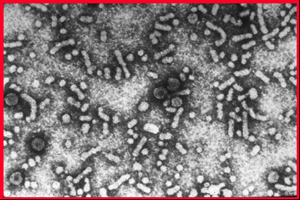 3 milyon kişi hepatit B virüsüne enfekte