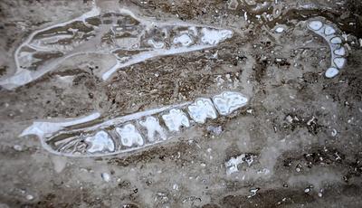 Denizlide 1 buçuk milyon yıllık gergedan fosili bulundu