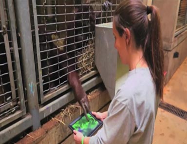 Orangutanlar da tablet meraklısı...