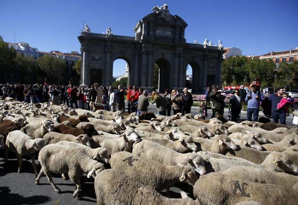Madrid sokakları koyunlarındı