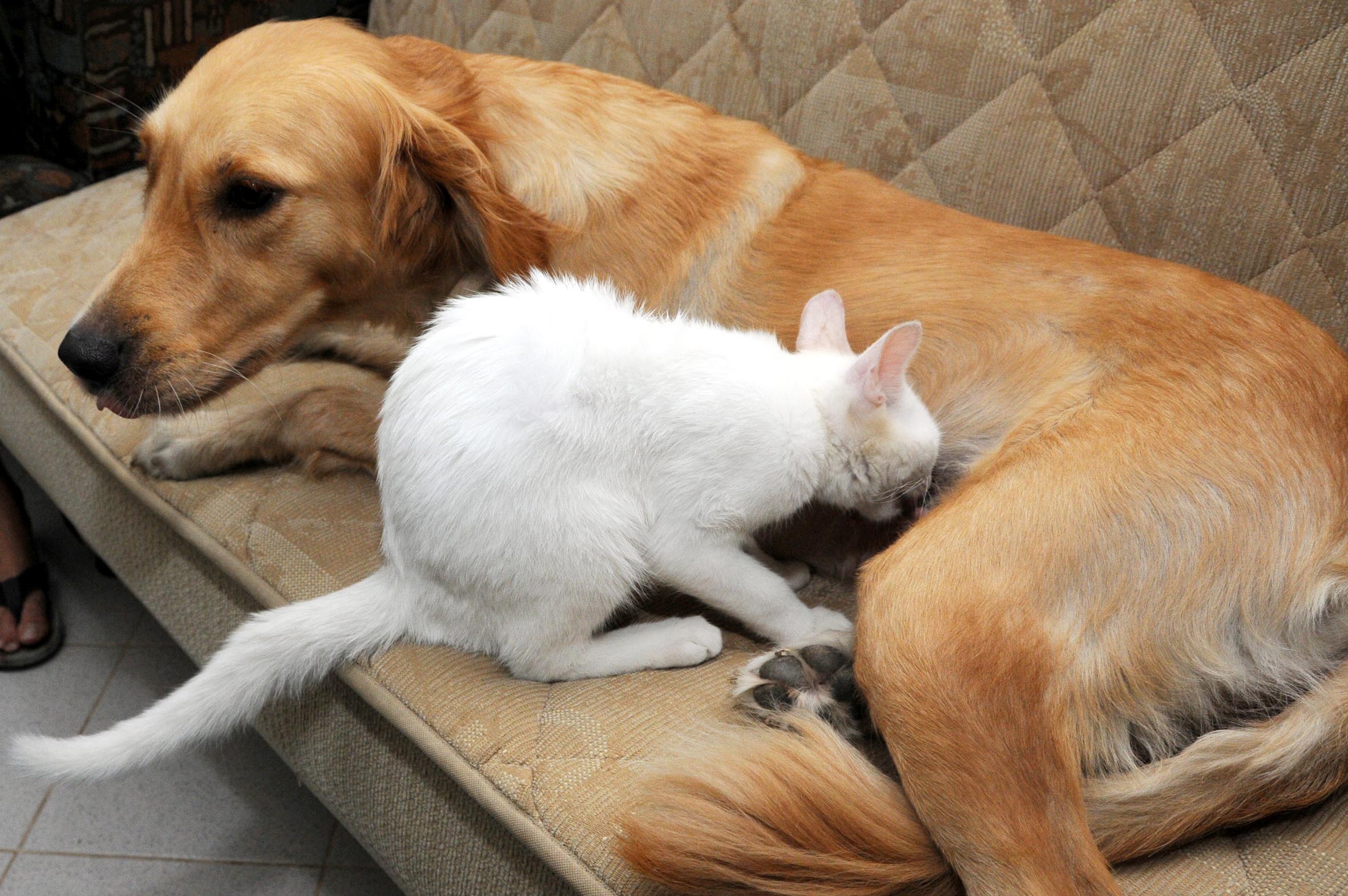 Köpek, yavru kediye süt anne oldu