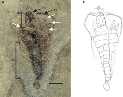 En eski eksiksiz böcek fosili bulundu