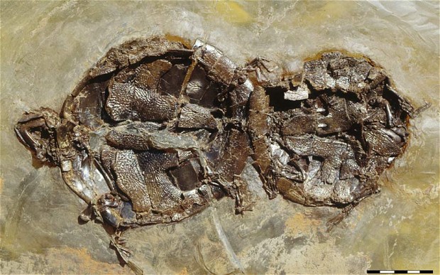 Çiftleşirken fosilleştiler