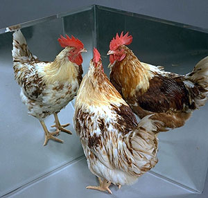 Denise Milani pornosini onlayn tomosha qiling